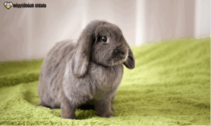 Egészséges étrend összeállítása kisebb állatoknak