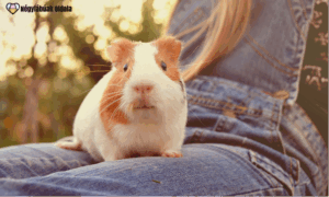 Egészséges tengerimalac étrend. Forrás: Canva