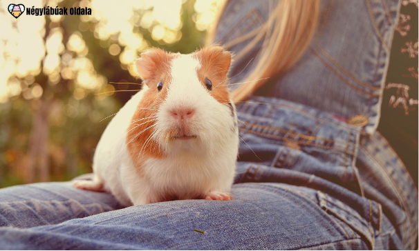Egészséges tengerimalac étrend. Forrás: Canva