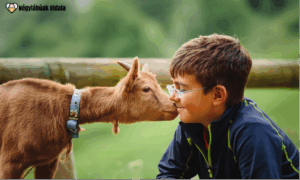 Ha van elég hely és idő, akár „extrább” négylábúak is szóba jöhetnek. Forrás: Canva