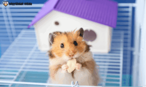 Egészséges hörcsög étrend. Forrás: Canva