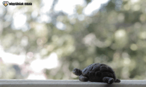 A teknősök ideális választást jelentenek, ha egy viszonylag nyugodt, hosszú életű háziállatra vágyunk.