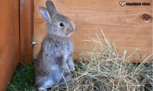 A bélelzáródás akár életveszélyes is lehet.