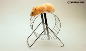 A hörcsög és tengerimalac természete és társas igénye eltérő.