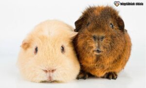 Hörcsög vagy tengerimalac? Itt az ideje különbséget tenni