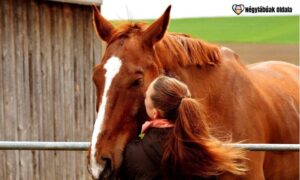 A lovak jelenléte segíti a mindfullness elérését.