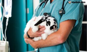 Ismerd meg a leggyakoribb nyúlbetegségeket!