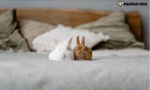 A nyúlpestis vírusfertőzés rendkívül fertőző.