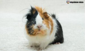 A hörcsög éjszaka, a tengerimalac inkább nappal aktívabb.