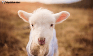 Az állatok világnapja alkalmat ad arra, hogy felhívjuk a figyelmet az állatjólét fontosságára.