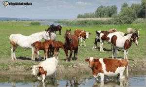 Az állatvédelem az év minden napján fontos.