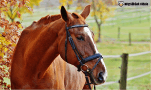 A hidegebb hónapokban még fontosabb a ló ápolása