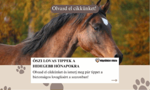 Őszi lovas tippek: hogyan készüljünk a hidegebb hónapokra?