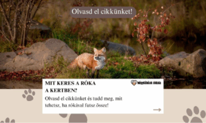 Mit keres a róka a kertben? Őszi rókanyomok a város szélén