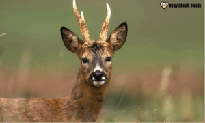 Az őzek a nászidőszakban nagyobb eséllyel tévednek az utakra.