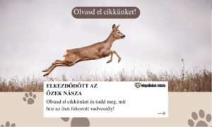 Ősszel fokozott a vadveszély, különösen az őzekre figyeljünk