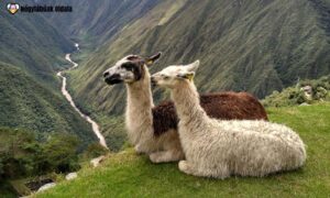 Az alpaka őshazája az Andok magas vidéke.