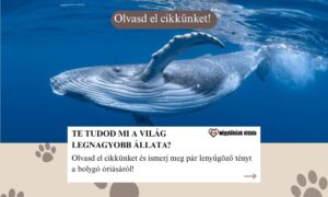 Te tudod, mi a világ legnagyobb állata?