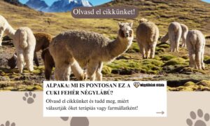 Mi is az alpaka?