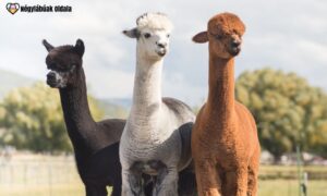 Az alpakák gyapjúja több mint 22 különböző színárnyalatban jelenik meg.