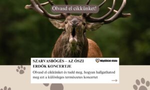 Szarvasbőgés – az őszi erdők koncertje