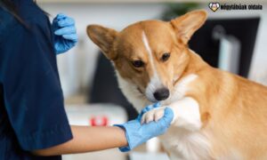 diabétesz állatoknál