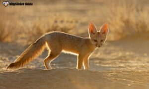 sivatagi róka kölyök