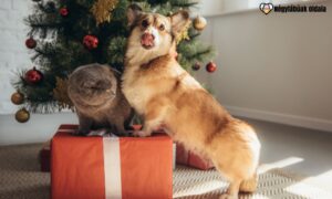 ajándékötletek állatoknak