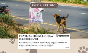 ivarzás