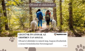 tavaszi erdő