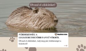 hódok