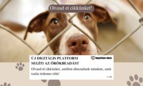 örökbefogadás