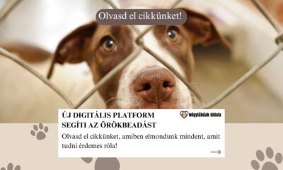 örökbefogadás