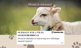 Ouessant juh