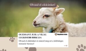 Ouessant juh