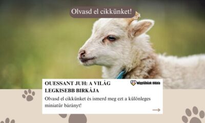 Ouessant juh