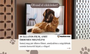állatos film