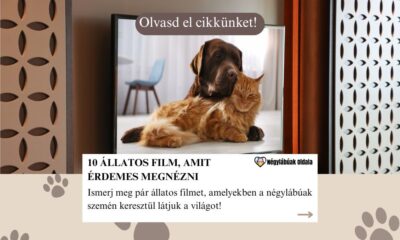 állatos film