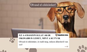 okosabb, mint a kutya