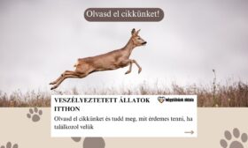 Veszélyeztetett állatok