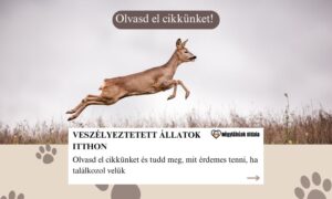 Veszélyeztetett állatok
