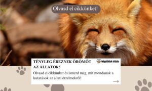 állatok öröm