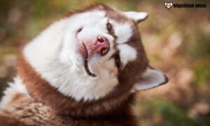 boldog kutya