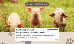 sertések